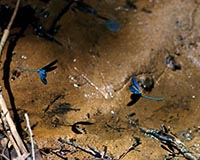 Prachtlibelle - Zum Vergroessern klicken!